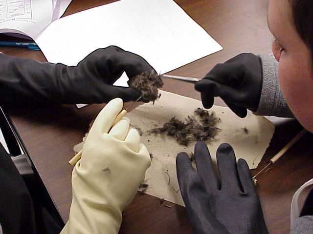 Students dissecting a pellet.