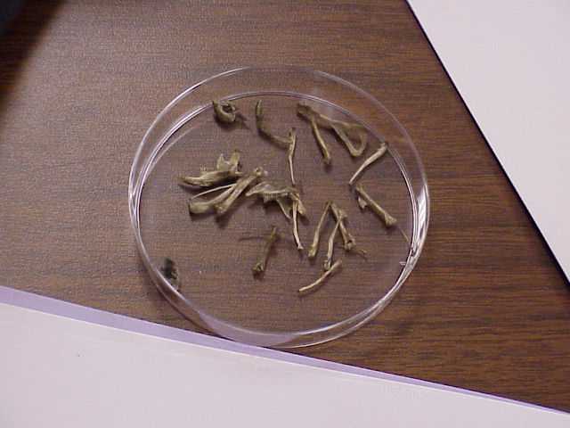 Bones in a petri dish.