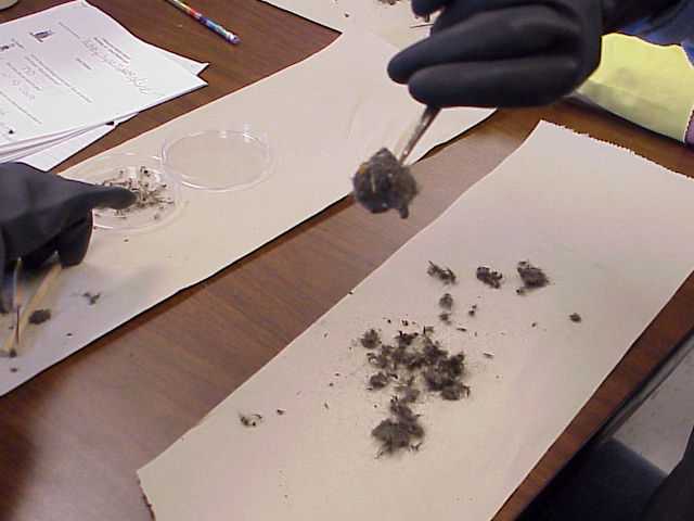 Pellet being dissected.