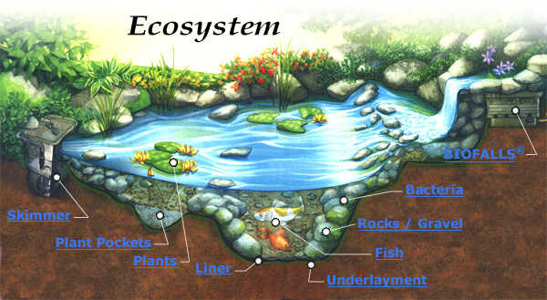 Ecosystem