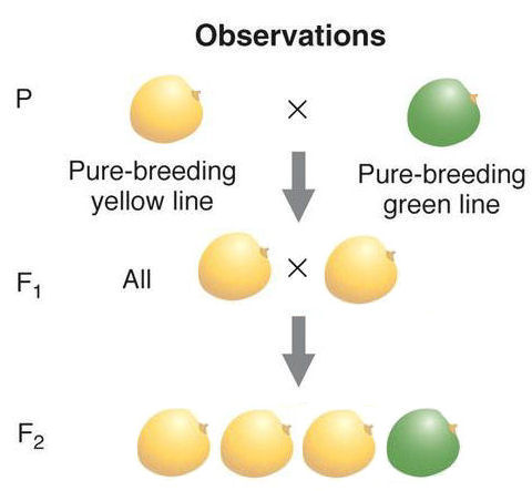 Genetics