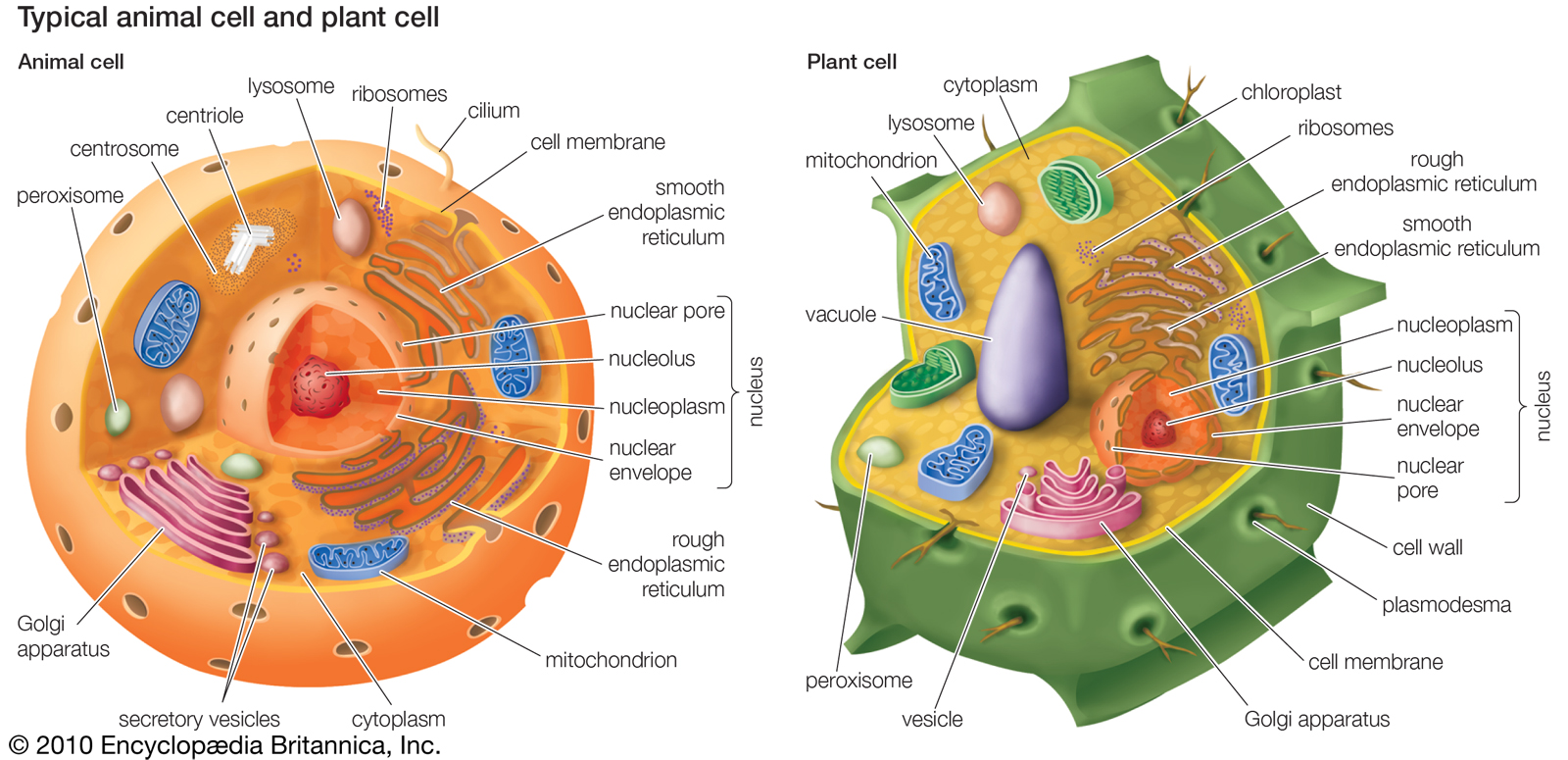 Plant Cells Vsanimal Cells Venn Diagram - Wiring Site Resource