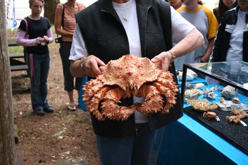 A very large Pacific Northwest crab.
