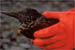 bird cored in oil