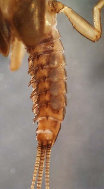 Ephemerellidae