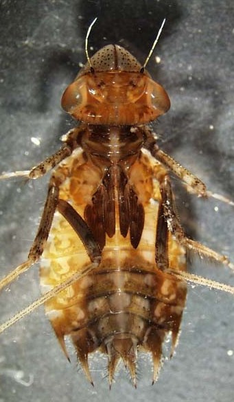 libellulidae