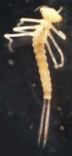 Coenagrionidae