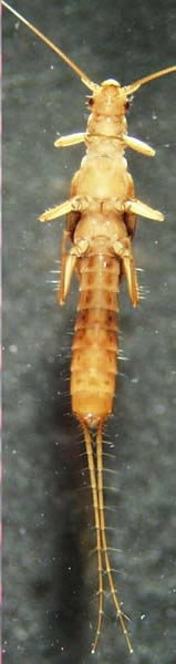 capniidae