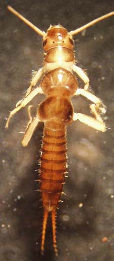 chloroperlidae