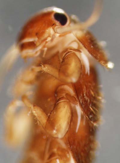 peltoperlidae