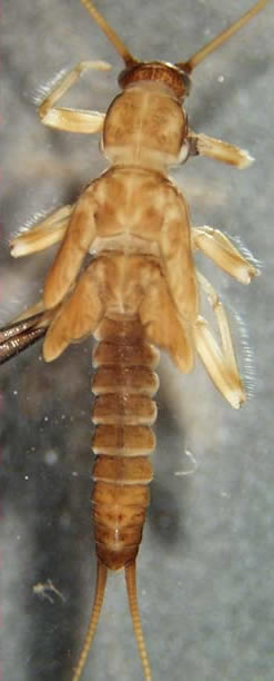 taeniopterygidae