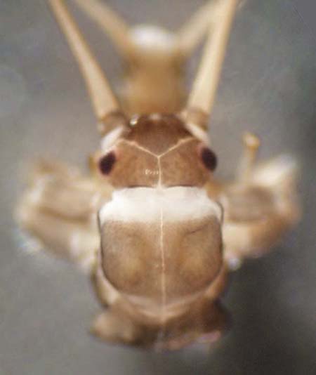 taeniopterygidae
