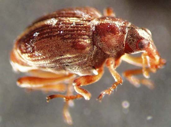 curculionidae