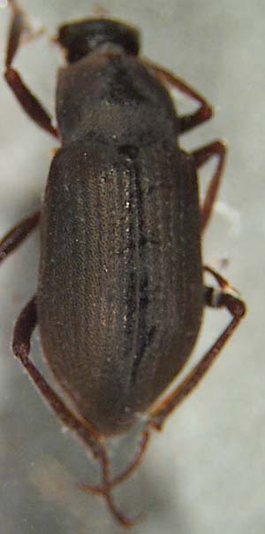 dryopidae