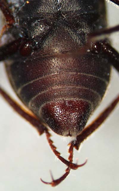 dryopidae