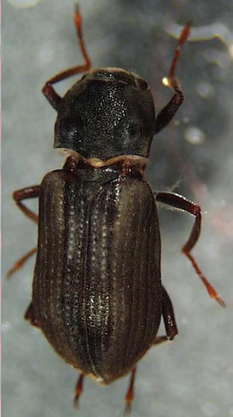 dryopidae