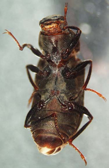 dryopidae