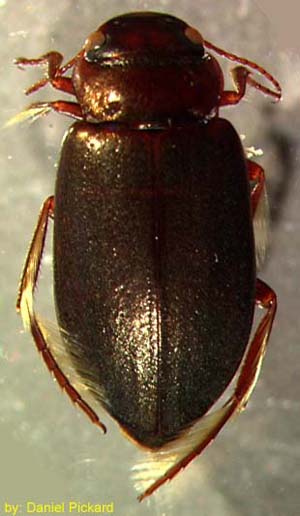 Dytiscidae