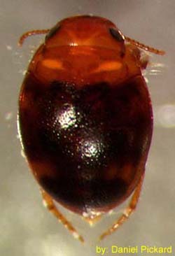 Dytiscidae