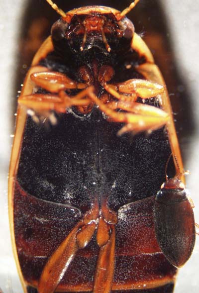 Dytiscidae