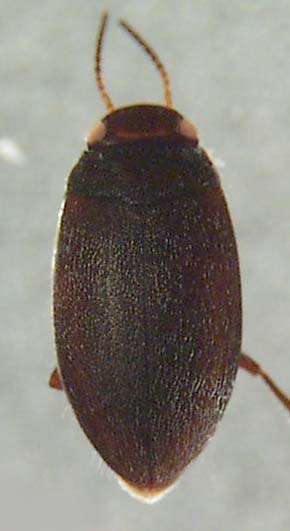 Dytiscidae