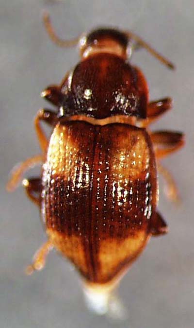 elmidae