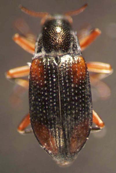 elmidae