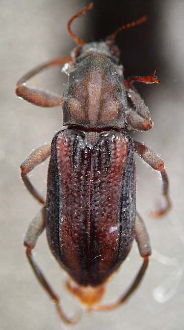 elmidae