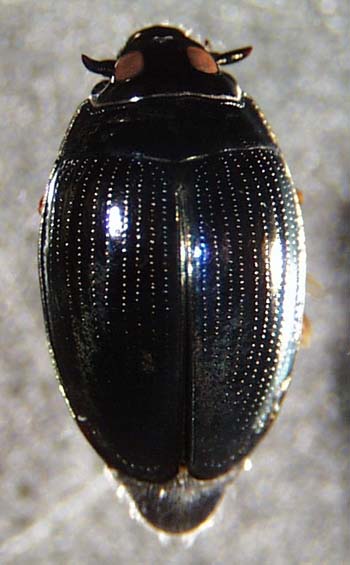 gyrinidae