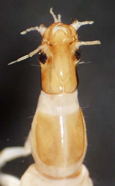 gyrinidae