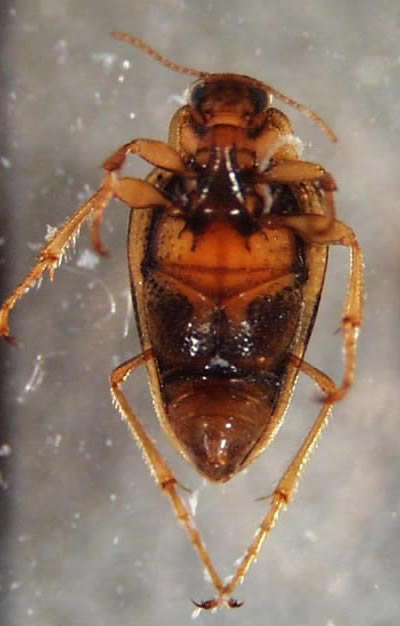 haliplidae