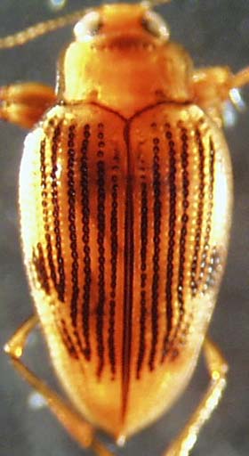 haliplidae