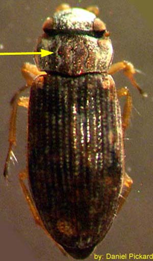 helophoridae