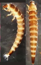 larvae