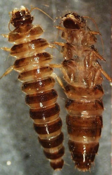 scirtidae