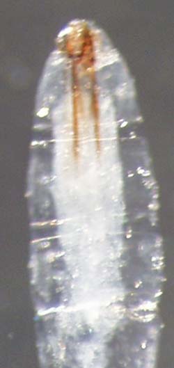 dolichopodidae