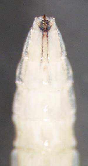 dolichopodidae