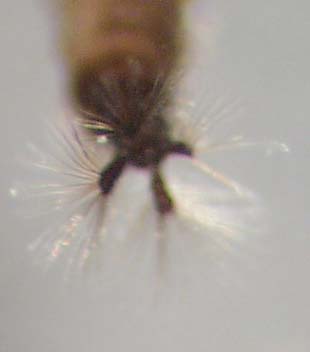 psychodidae
