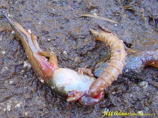 tabanidae eating frog