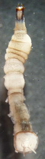 tipulidae