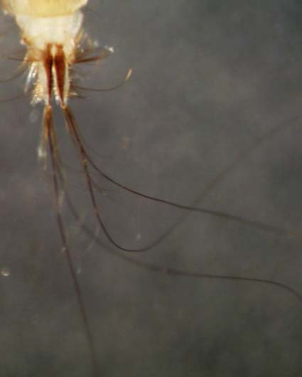 pilaria-ulomorpha