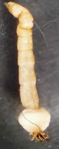 ulomorpha