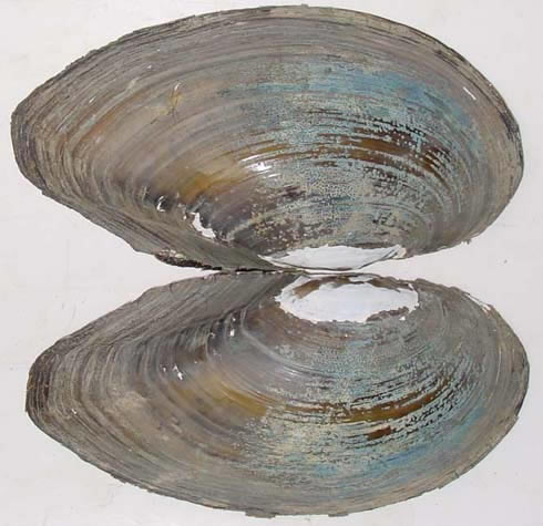 Anodonta oregonensis