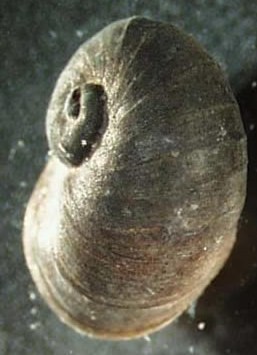 planorbidae