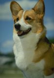 A Pembrook Welsh Corgi picture.