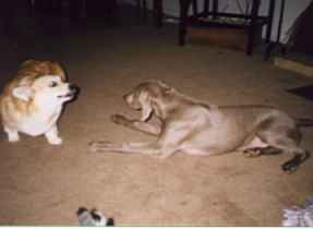 Dogs playing 2