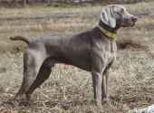 A Weimaraner picture.